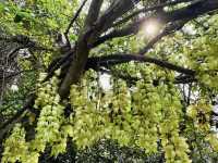 Hong Kong Flower Appreciation | Rare Sparrow Flower Waterfall Appears on the Yuan Tsuen Ancient Trail
