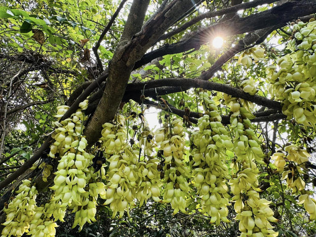 Hong Kong Flower Appreciation | Rare Sparrow Flower Waterfall Appears on the Yuan Tsuen Ancient Trail