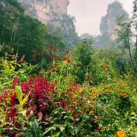 Monkeys in the Misty Forest and Pandora Peaks