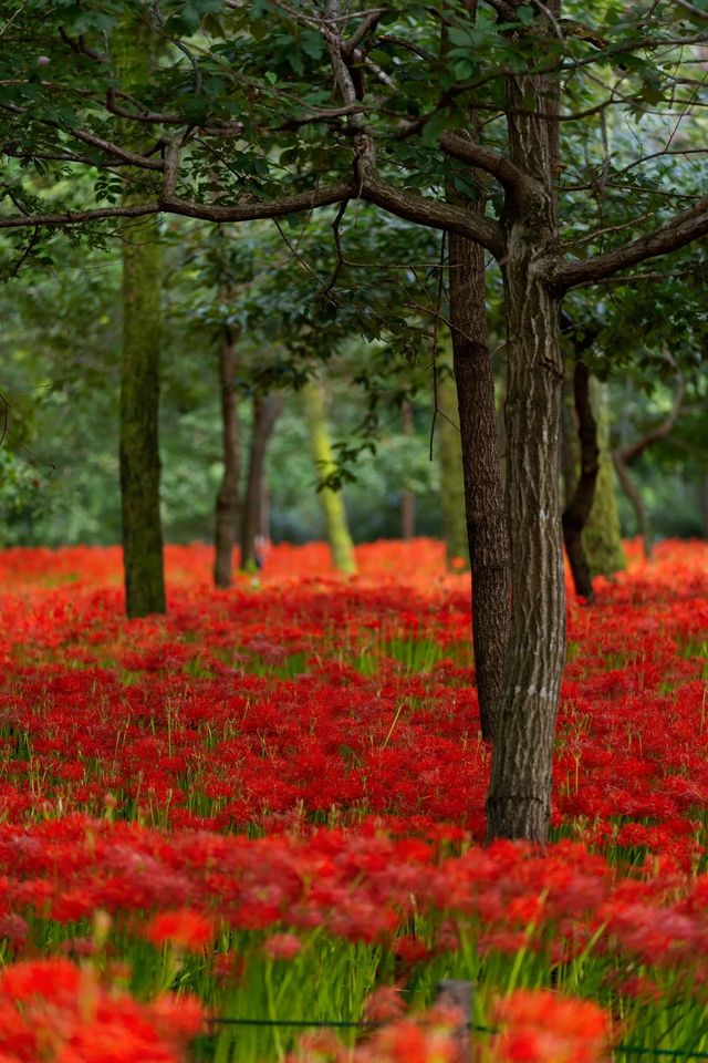 東京旅行日歸:巾著田曼珠沙華