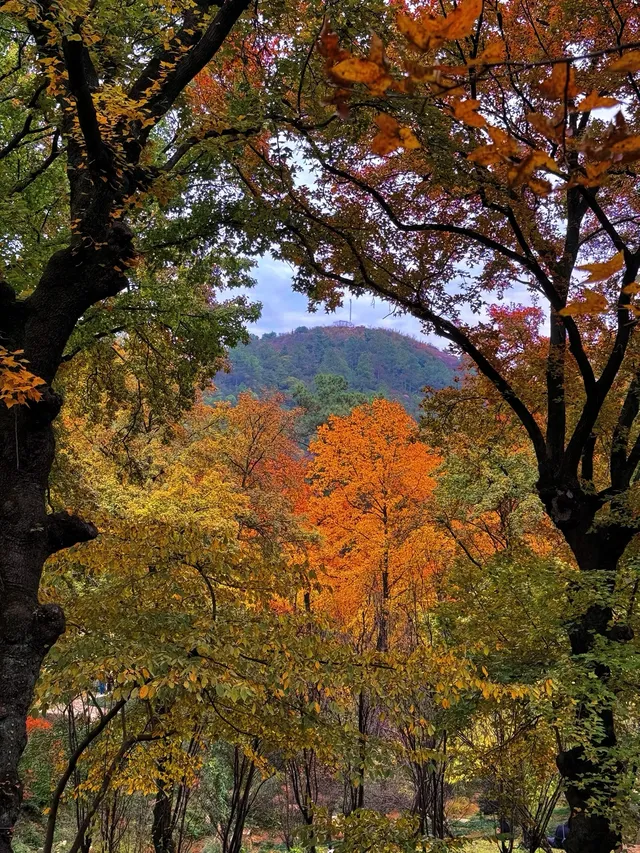 還去什麼京都都來蘇州天平山吧