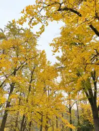 浙江這裡的銀杏也太絕了吧 |靈山塢村