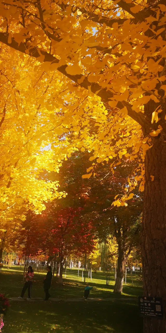 Beautiful Ginkgo Tree (4)