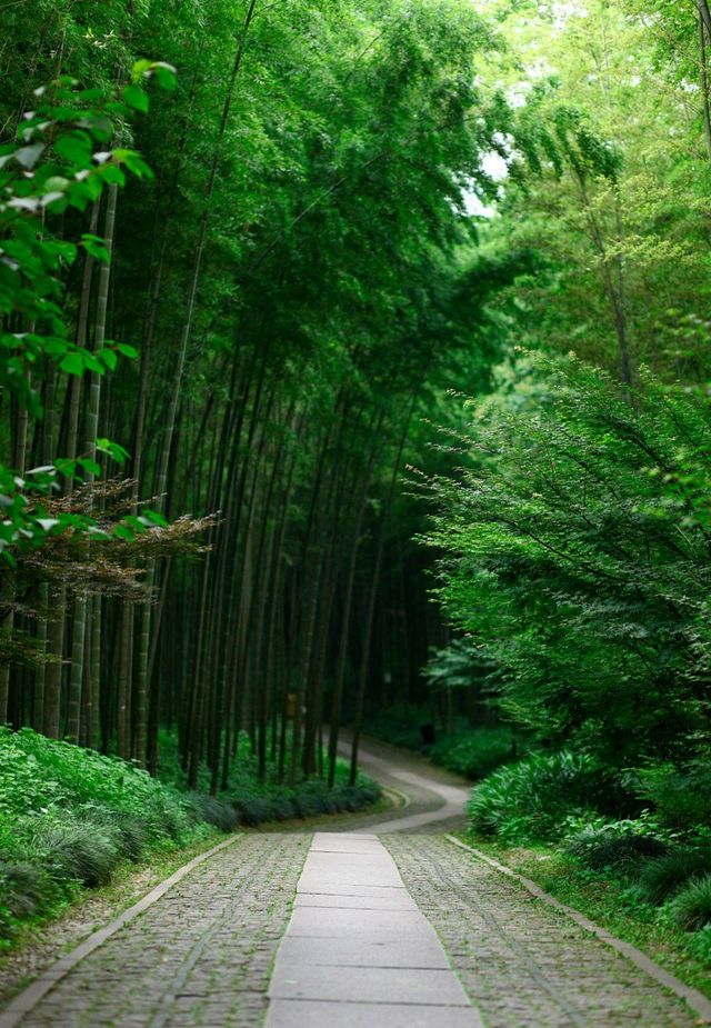 杭州雲棲竹徑：翠竹青青，古木參天，探秘杭州的自然之美