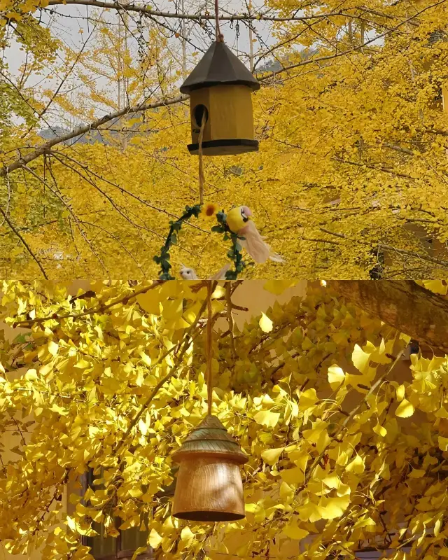 Ginkgo at Maozi Peak| A Fairy Tale in Golden Autumn (with guide)