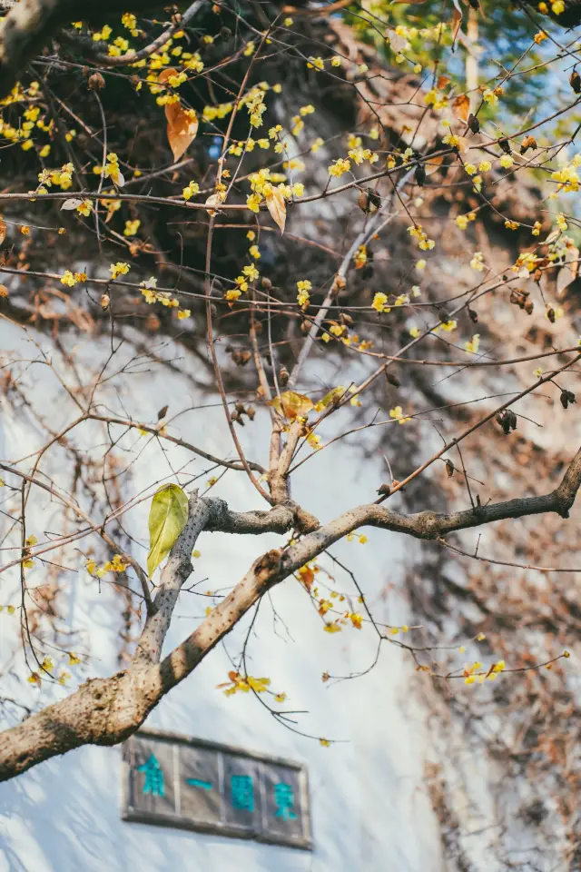 As expected of the Lingering Garden, even the wintersweet is full of the sense of time