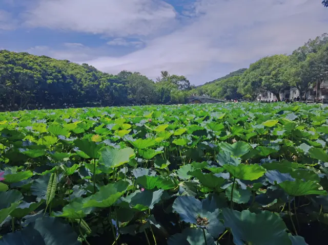 Two-day and one-night tour of Putuo Mountain