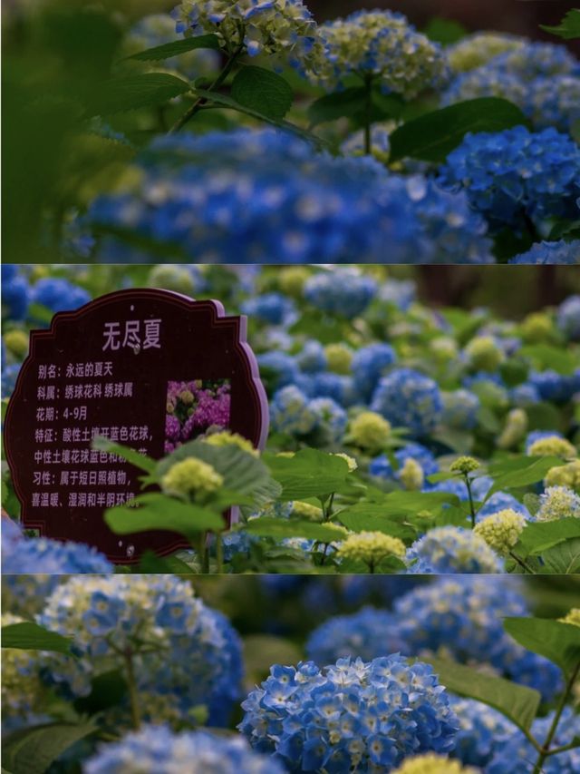 臨平公園三絕:旋轉步道、繡球花、東來閣在杭州