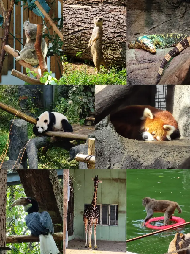 Nanjing | Hongshan Forest Zoo