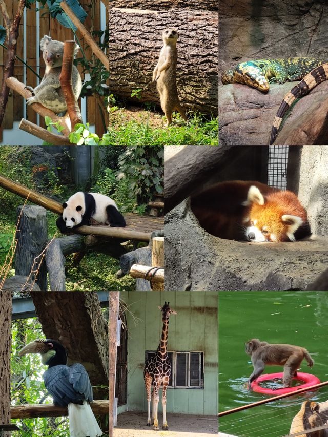 南京｜紅山森林動物園