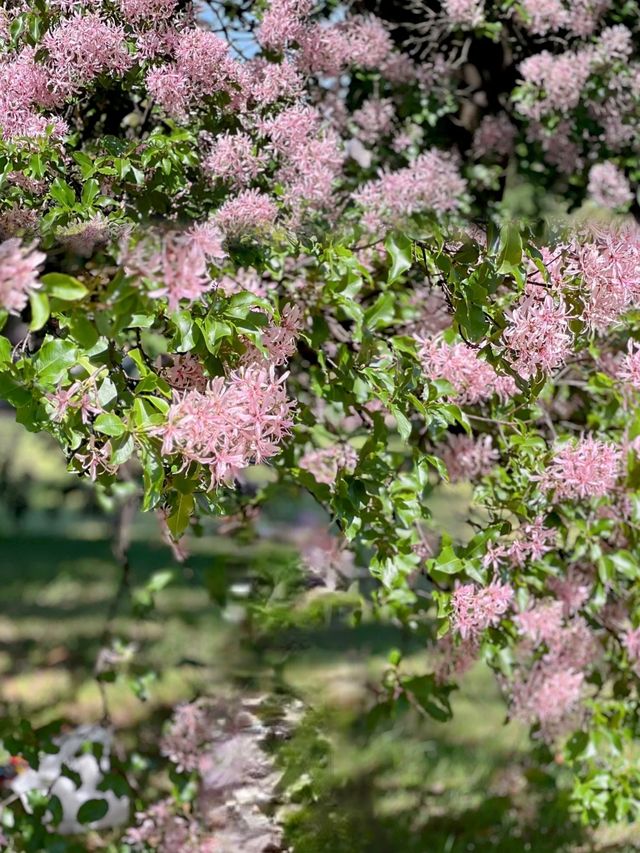 墨爾本皇家植物園