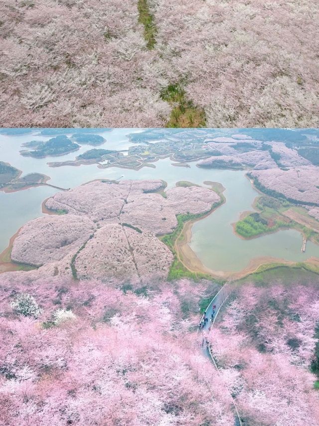 勝過台灣，不輸日本！被外國媒體稱為藍色星球最美櫻花園！