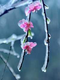 粵北觀冰花