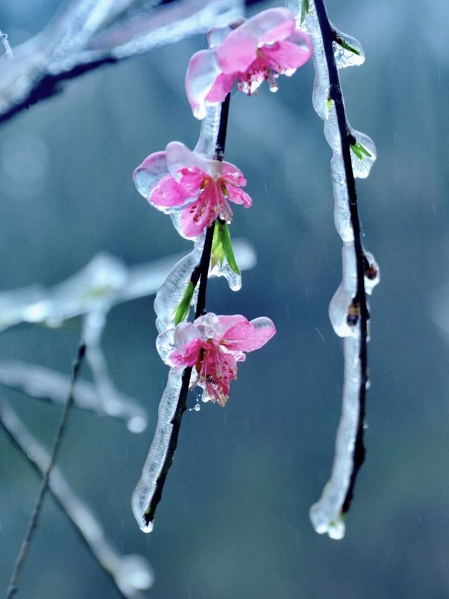 粵北觀冰花