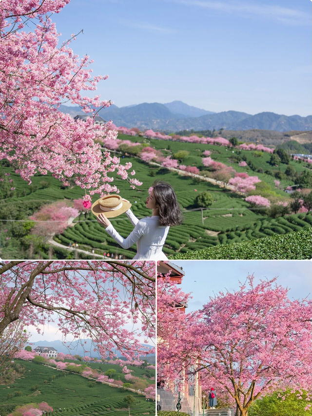 福建｜櫻花季必打卡地！《國家地理》點贊的永福櫻花園