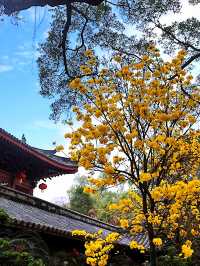 春遊記|我在廣州等你共赴黃花風鈴木的盛宴