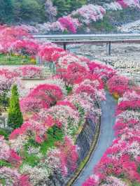 長野小眾賞櫻地，阿智村花桃之里