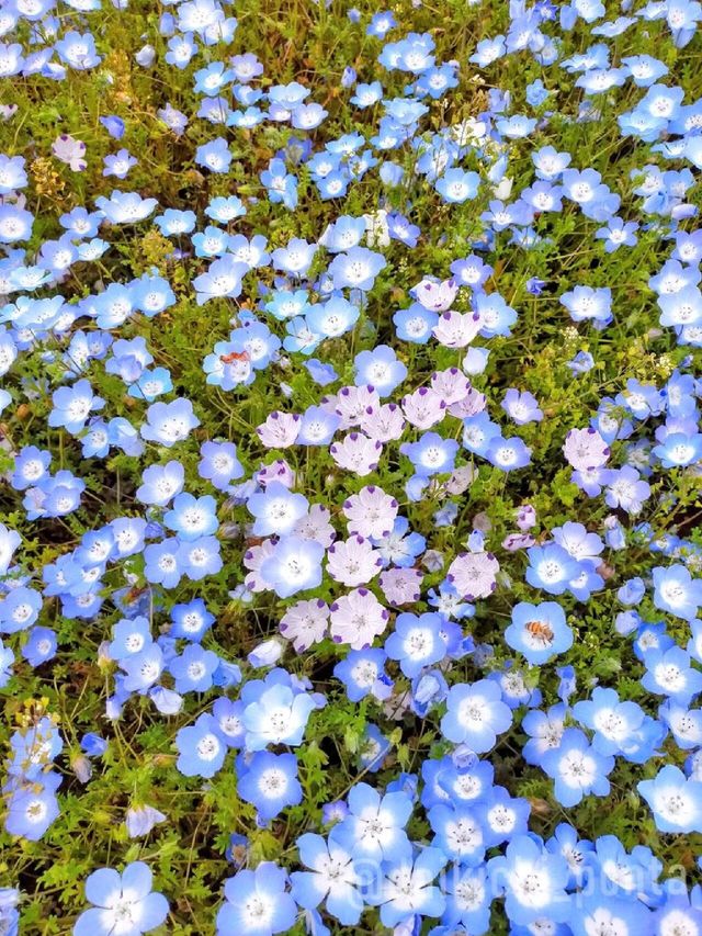 4月中旬～下旬｜茨城縣海濱公園藍色花海來啦