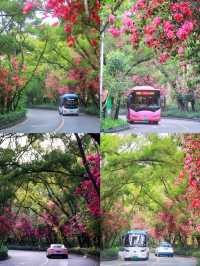 深圳拍照打卡地之最美花街｜華僑城香山中街