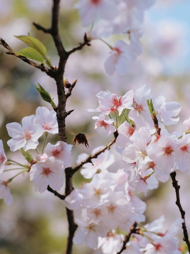 春天怎麼能不拍櫻花呢，美得像電影一樣！
