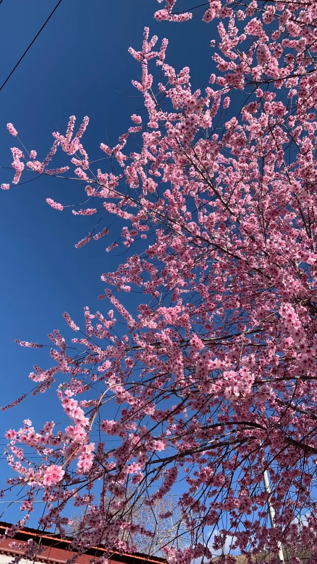 A Feast for the Eyes! A Must-Visit Peach Blossom Utopia in March