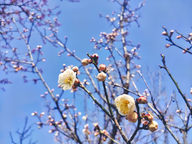 四處觀賞梅園，玉梅、紅梅、杏花齊放