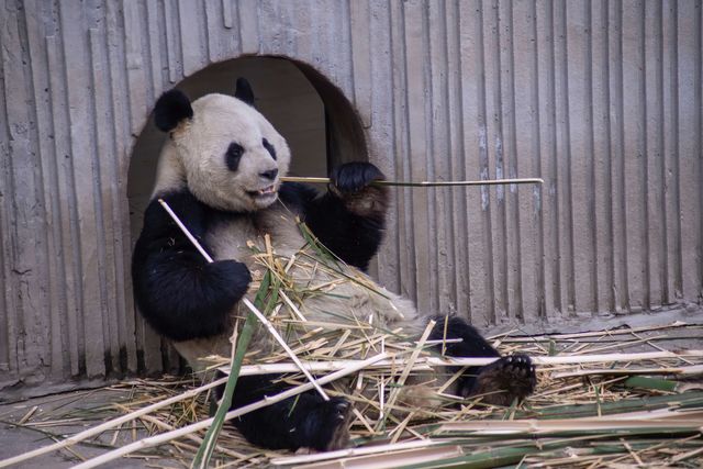 要看大熊猫，我推薦臥龍神樹坪基地