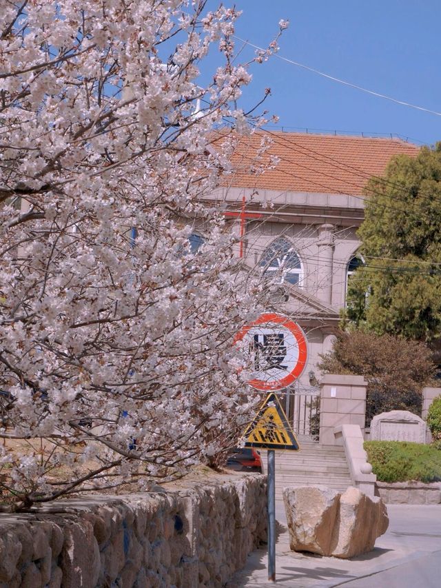 清明節來青島賞花去哪裡不能錯過的幾個打卡地