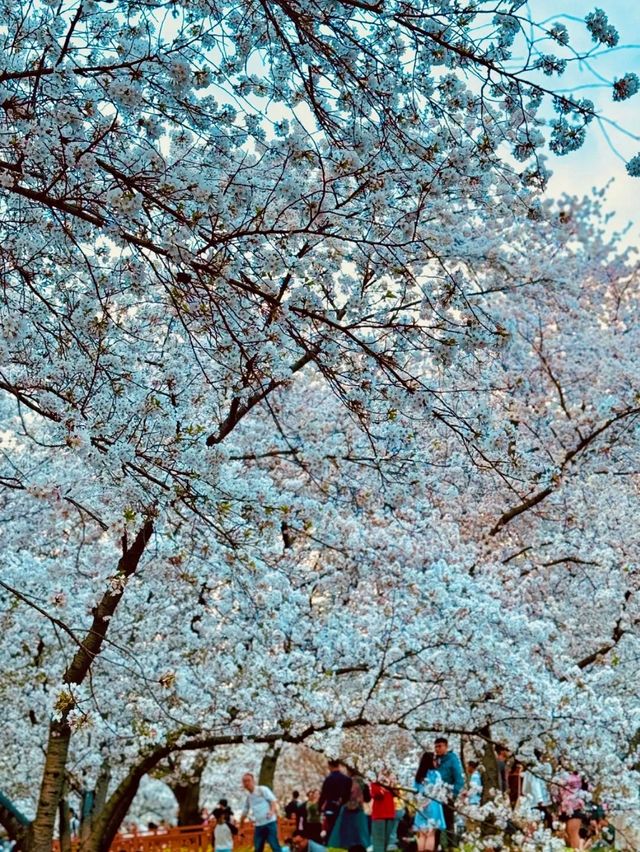 春日賞花去東湖｜東湖賞花去磨山