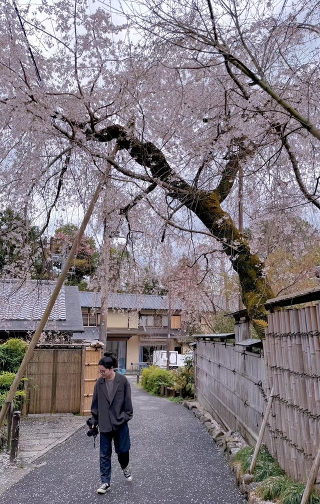 京都旅行必打卡！入住東山，步行直達網紅景點，清晨私享靜謐之美