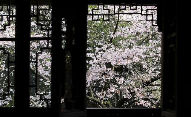 瑪瑙寺｜比起太子灣 我更愛西湖邊這個小眾櫻花寺廟