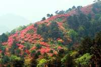 黃岡麻城龜峰山，踏春賞花的好去處！