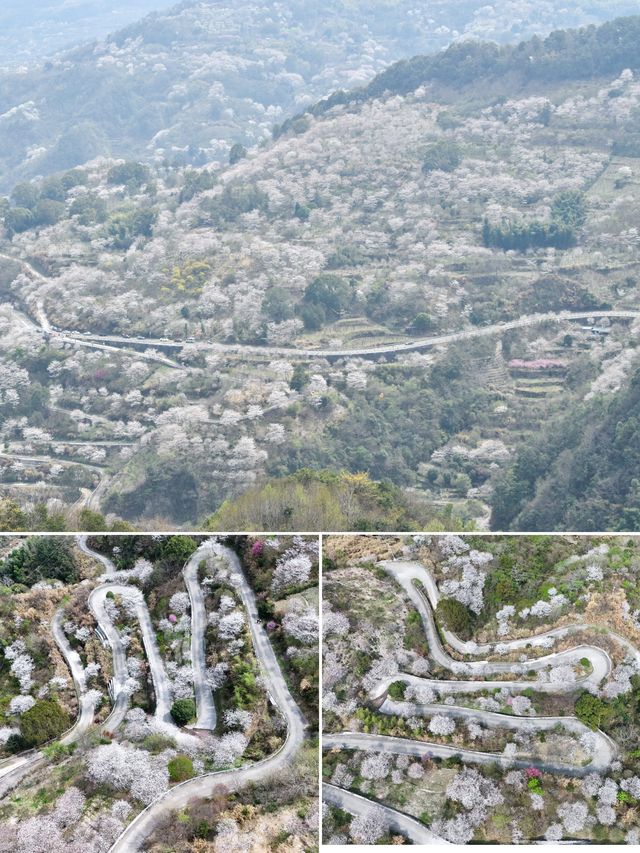 四明大橋的櫻花盛開了，自駕線路推薦