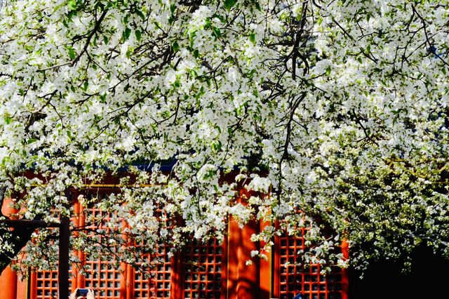 北京春日速報：這裡的梨花已經花開成雪～