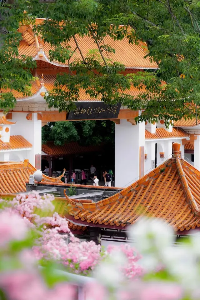 Shenzhen's Most Beautiful Parking Lot: Xianhu Botanical Garden The bougainvillea are in bloom!!!