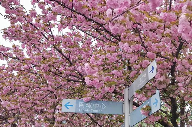 晚櫻隧道