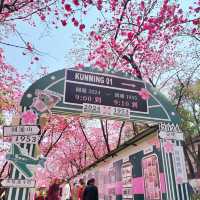 Springtime Serenity at Yuantong Mountain 🌸⛰️