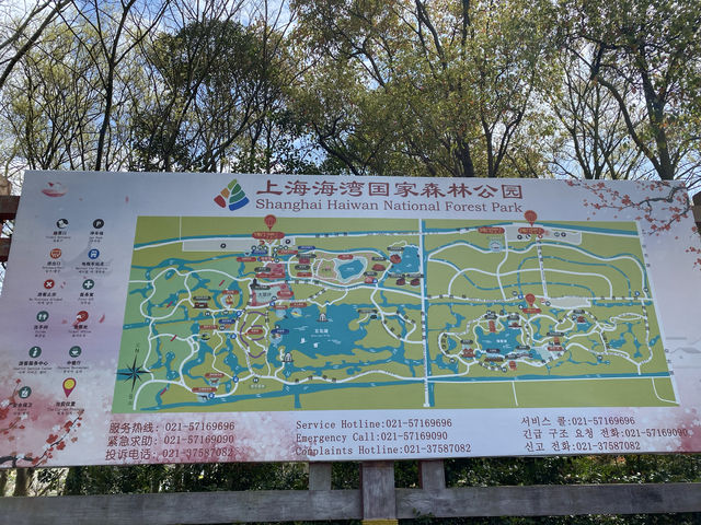 上海海灣國家森林公園四月櫻花季