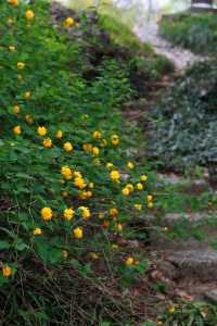 江門繡球公園，繡球正當時