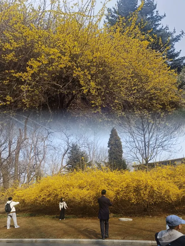 Dalian Flower Viewing Season