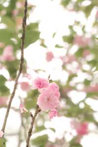 櫻花樹下站誰都美，我的愛給誰都熱烈