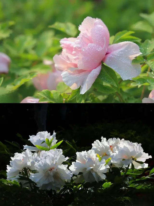 Luoyang | Step into the World of Peony Flowers | You're really having a blooming good time!—China National Flower Garden