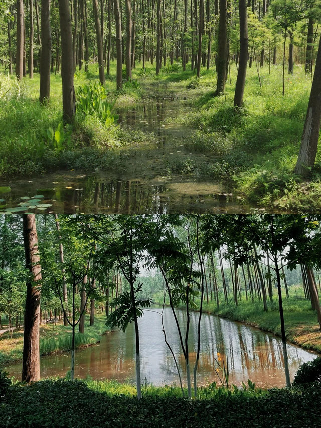 無盡夏已開合肥人有屬於自己的綠野仙蹤