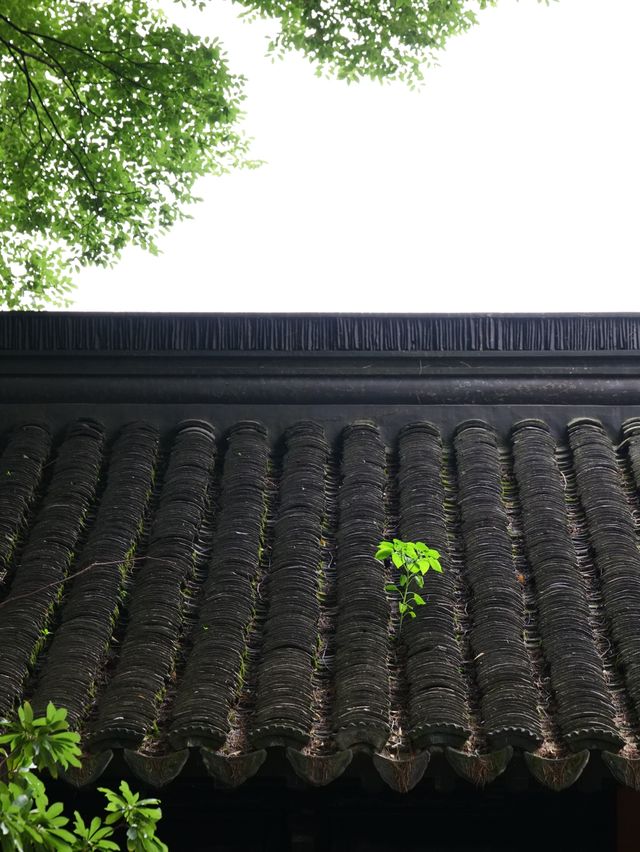 雨後漫步，夏日古典園林景觀大賞