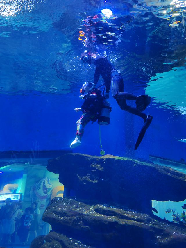 暑假帶娃嗨翻天，武漢極地海洋公園超全攻略來啦