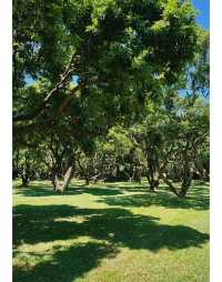 隱藏在福田的小眾公園大樹張力十足可搭帳篷