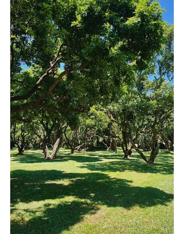 隱藏在福田的小眾公園大樹張力十足可搭帳篷