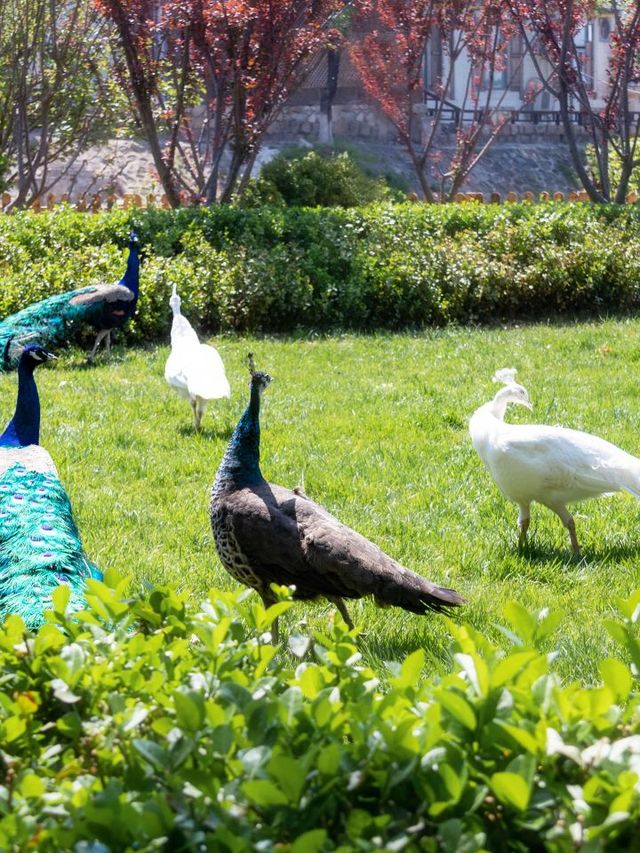 🌟 Beijing's Best Kept Secret: Enchanting Family Getaways! 🏞️👨‍👩‍👧‍👦
