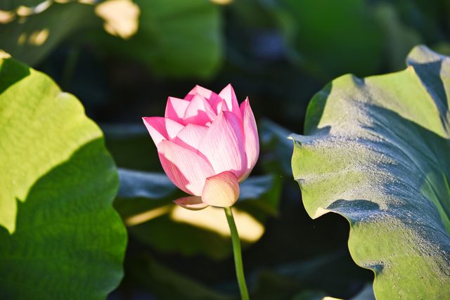 蓮花縣菏花博覽園