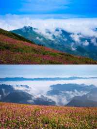 阿西里西韭菜，歡迎大家光臨